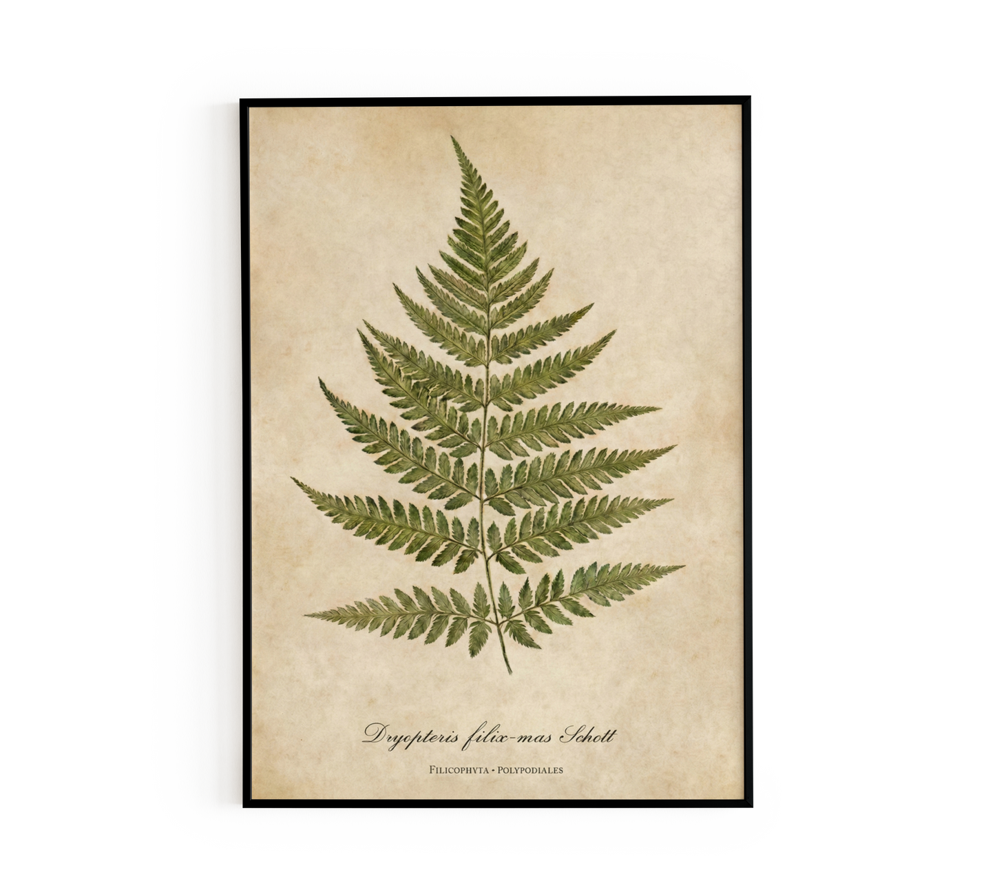Vintage Botanical Fern Print