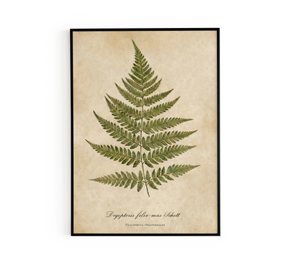 Vintage Botanical Fern Print