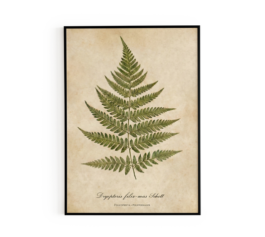 Vintage Botanical Fern Print
