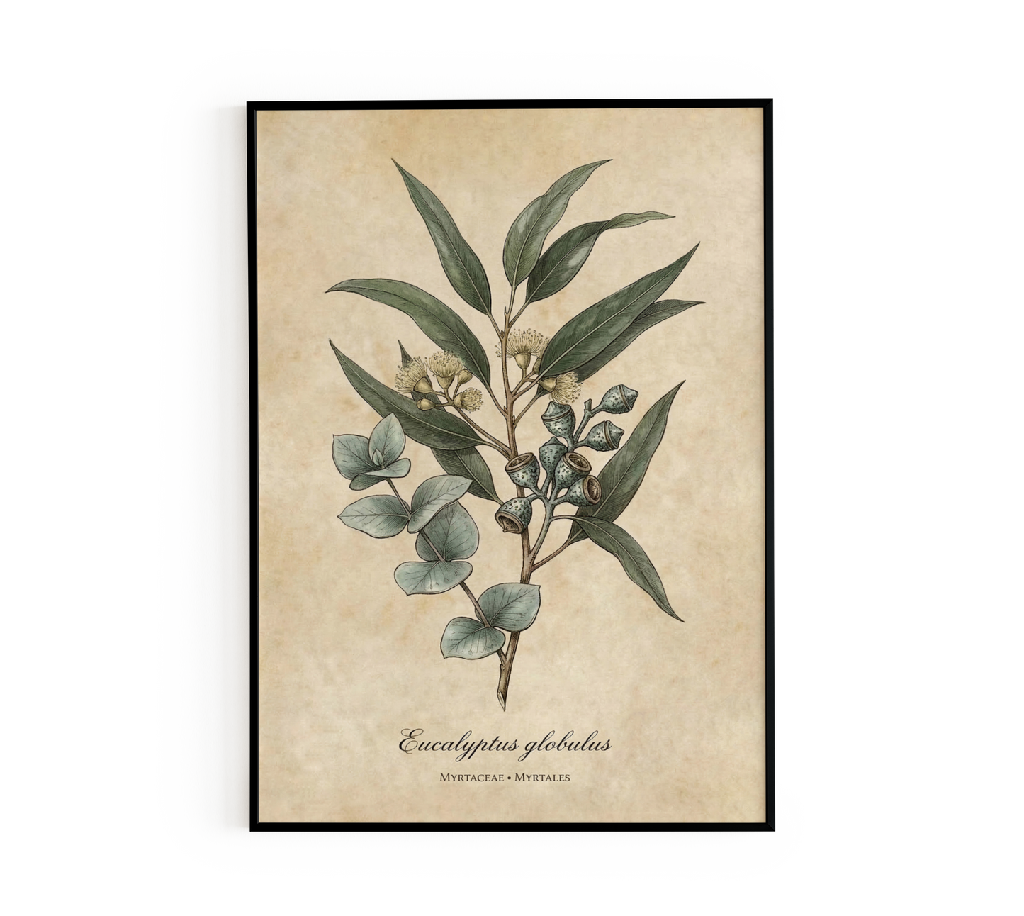 Vintage Eucalyptus Botanical Wall Art