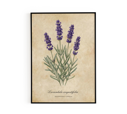 Vintage Botanical Lavender Wall Art