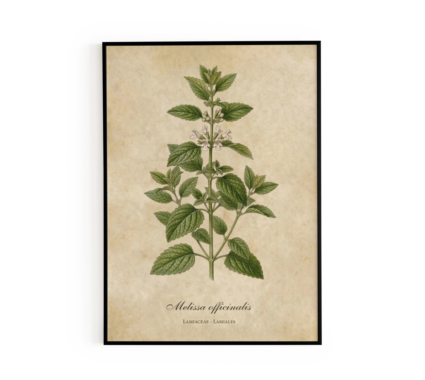 Botanical Melissa Wall Art