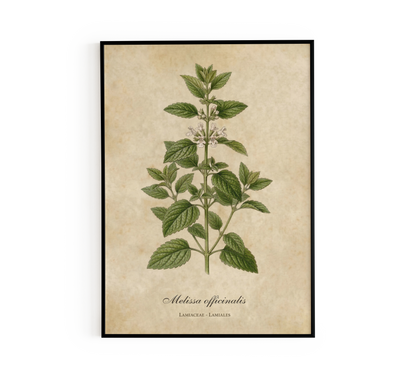 Botanical Melissa Wall Art