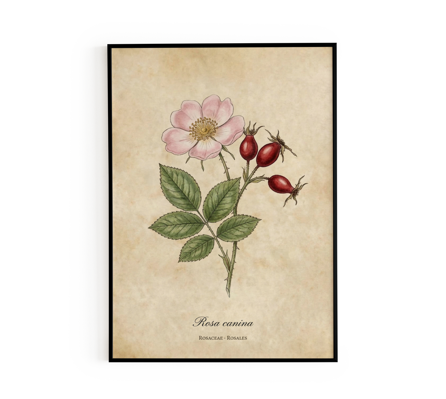 Rosa Canina Vintage Botanical Poster