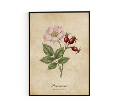 Rosa Canina Vintage Botanical Poster