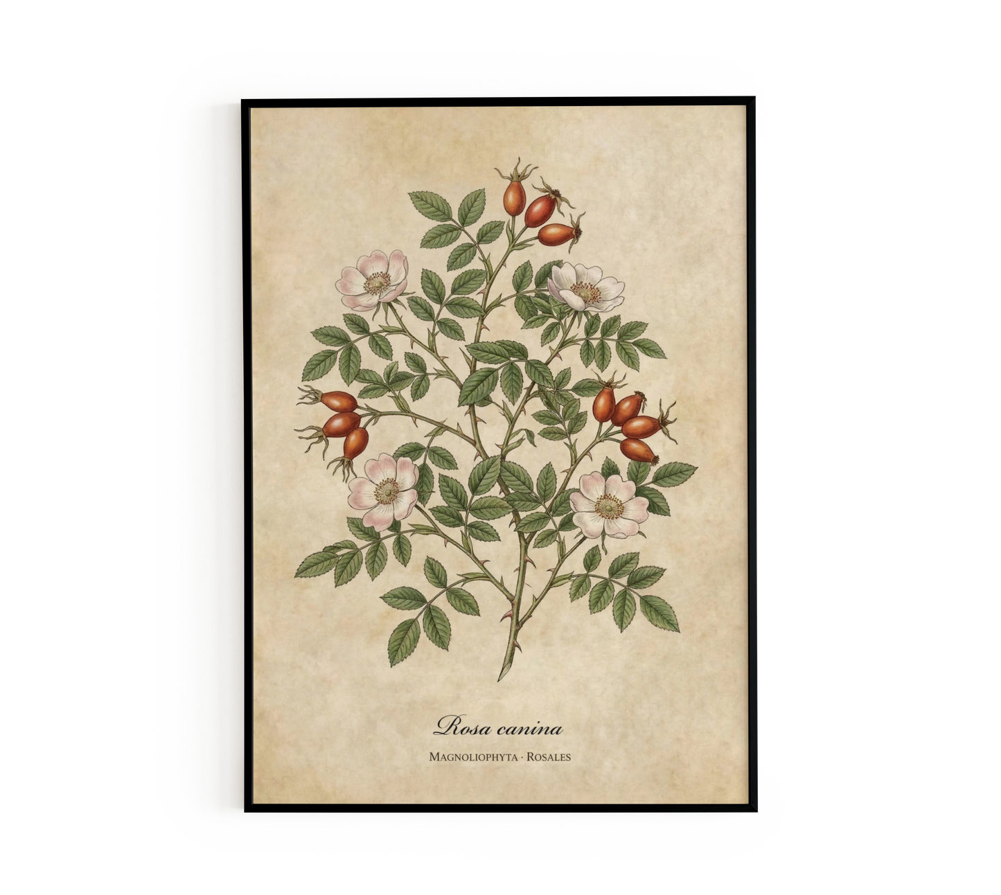 Botanical Rosa Canina Wall Art