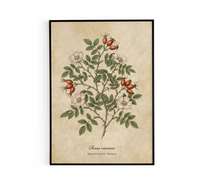 Botanical Rosa Canina Wall Art