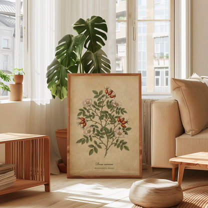 Botanical Rosa Canina Wall Art