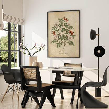 Botanical Rosa Canina Wall Art