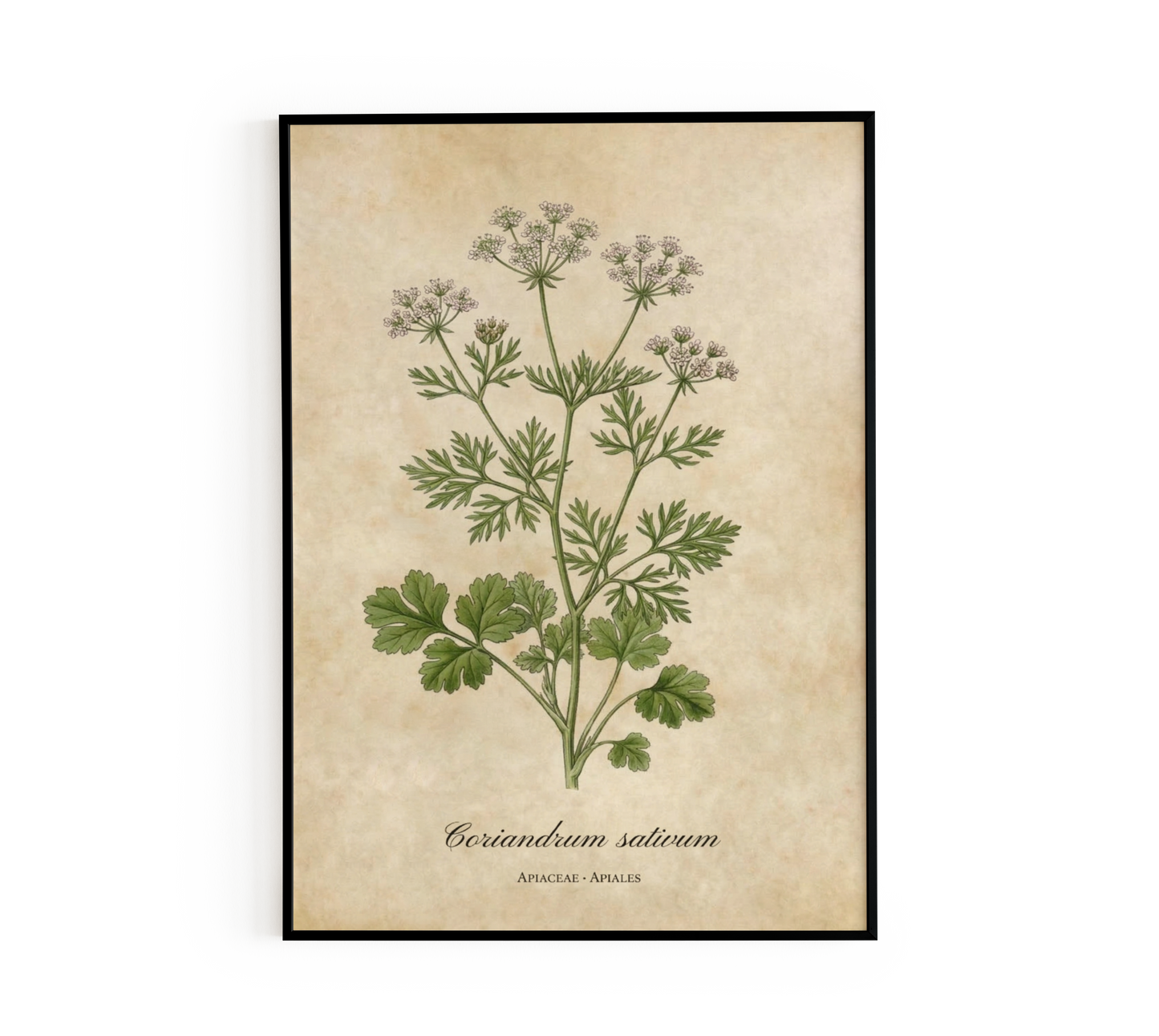 Coriander Botanical Illustration Wall Art