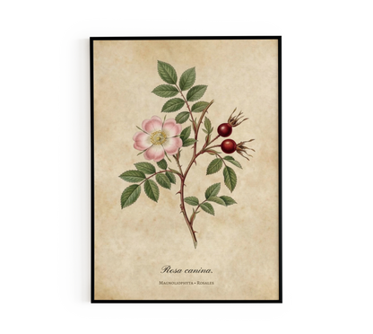 Wild Rose Illustration Wall Art