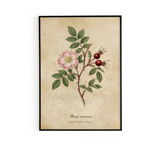Wild Rose Illustration Wall Art