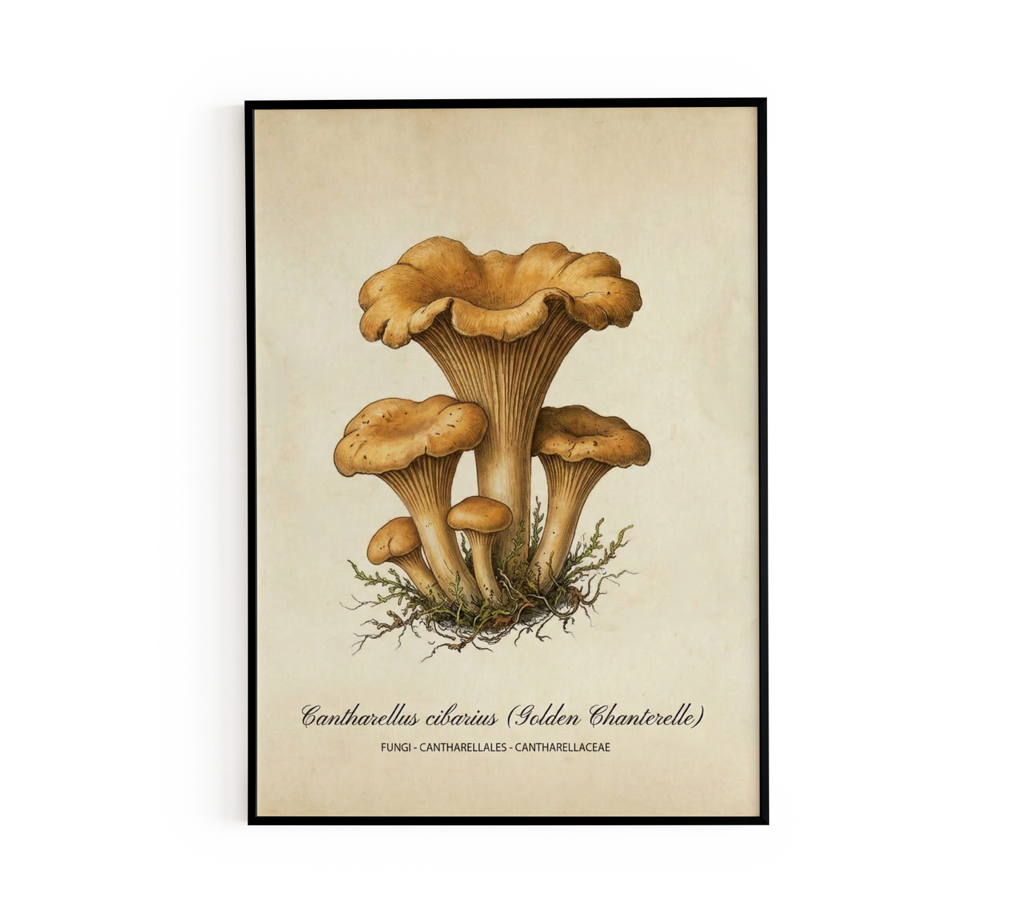 Vintage Mushroom Chanterelle Wall Art