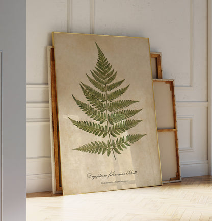 Vintage Botanical Fern Print