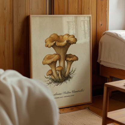 Vintage Mushroom Chanterelle Wall Art