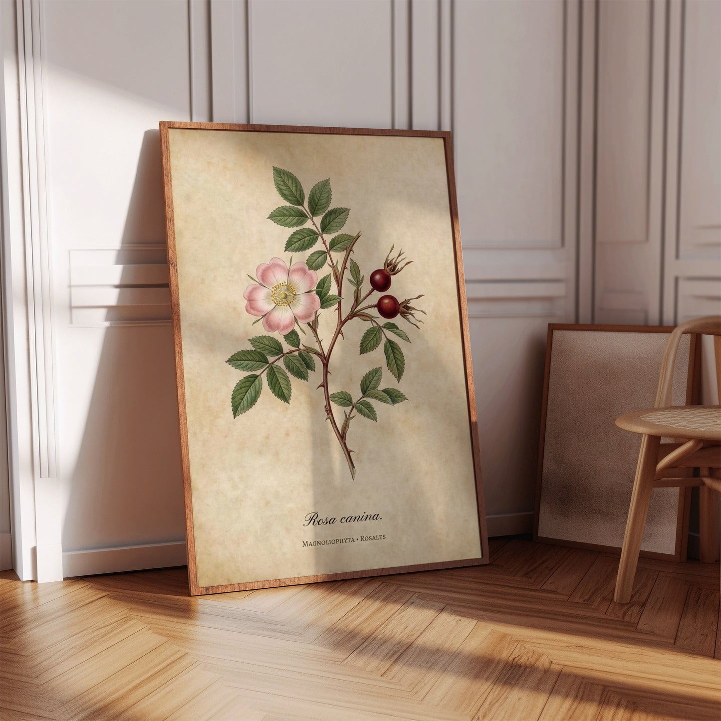 Wild Rose Illustration Wall Art