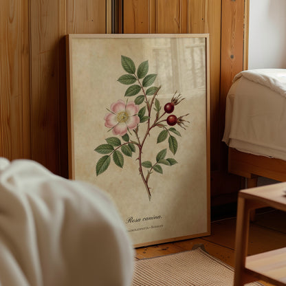 Wild Rose Illustration Wall Art