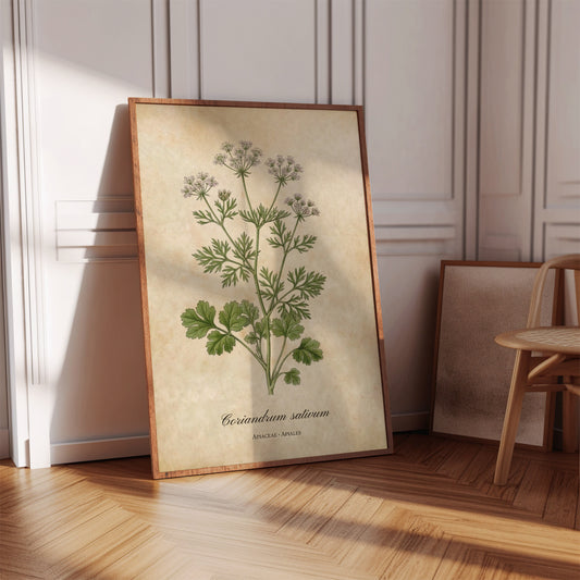 Coriander Botanical Illustration Wall Art