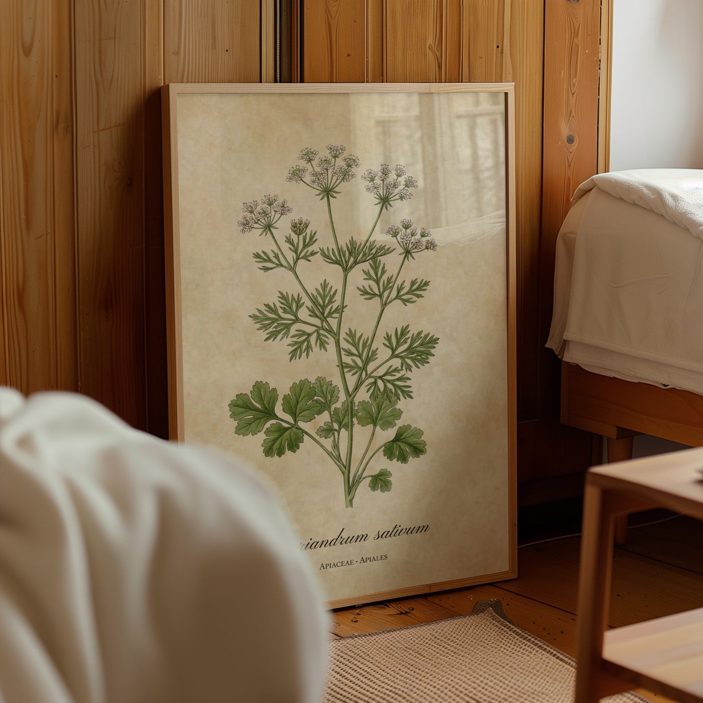 Coriander Botanical Illustration Wall Art