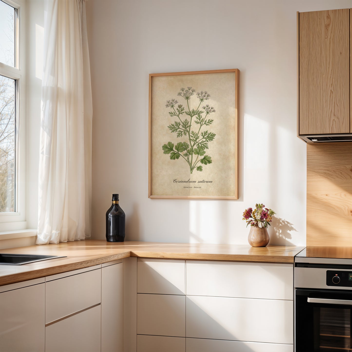 Coriander Botanical Illustration Wall Art