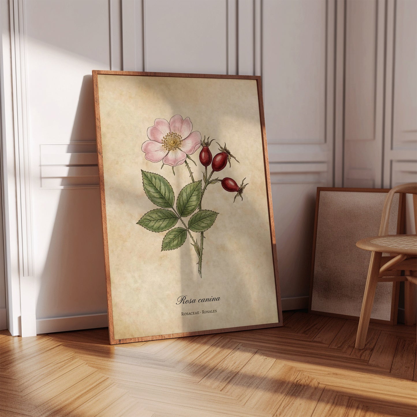 Rosa Canina Vintage Botanical Poster