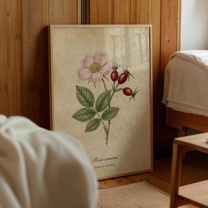 Rosa Canina Vintage Botanical Poster